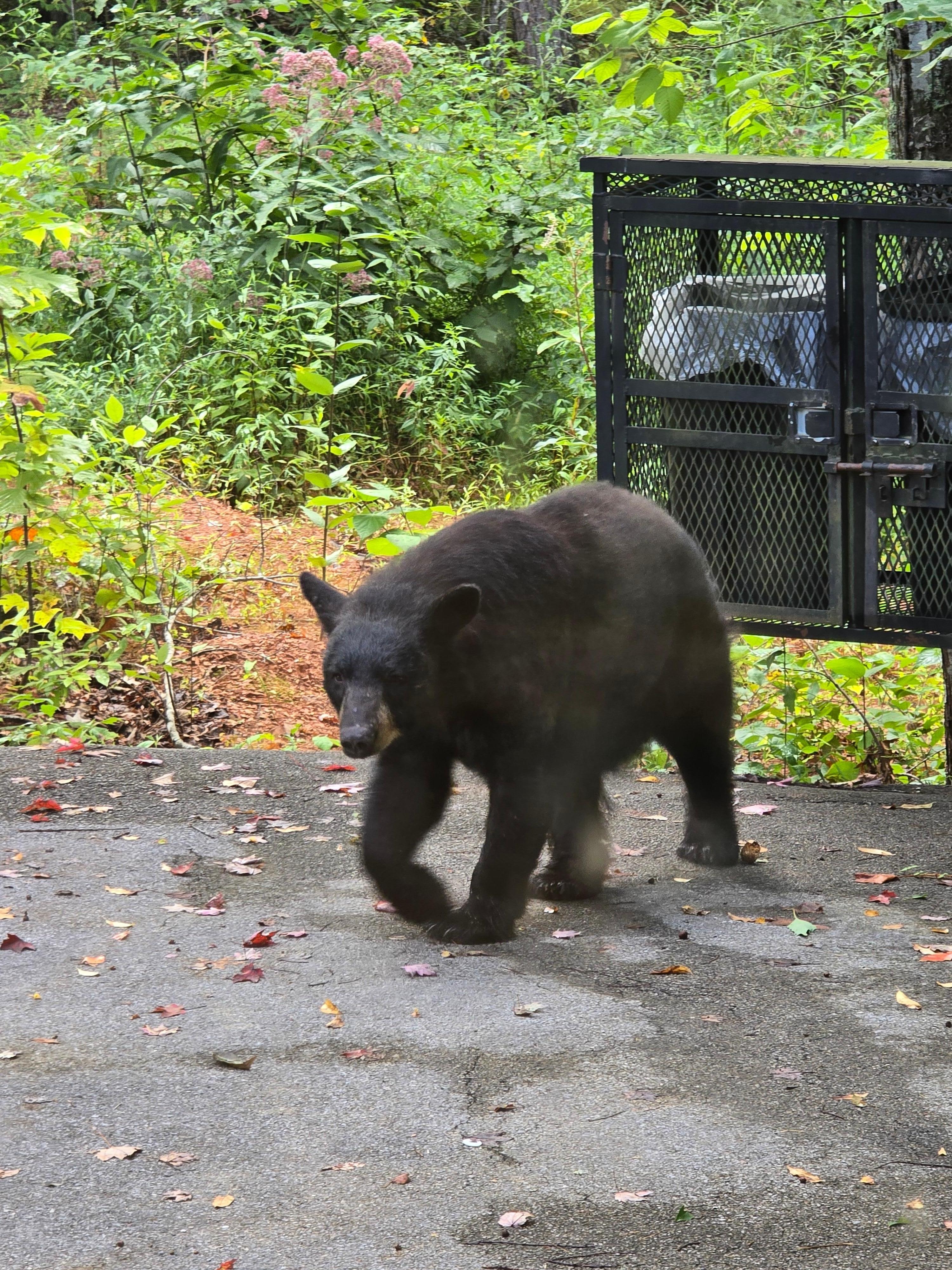 First night there. Male bear