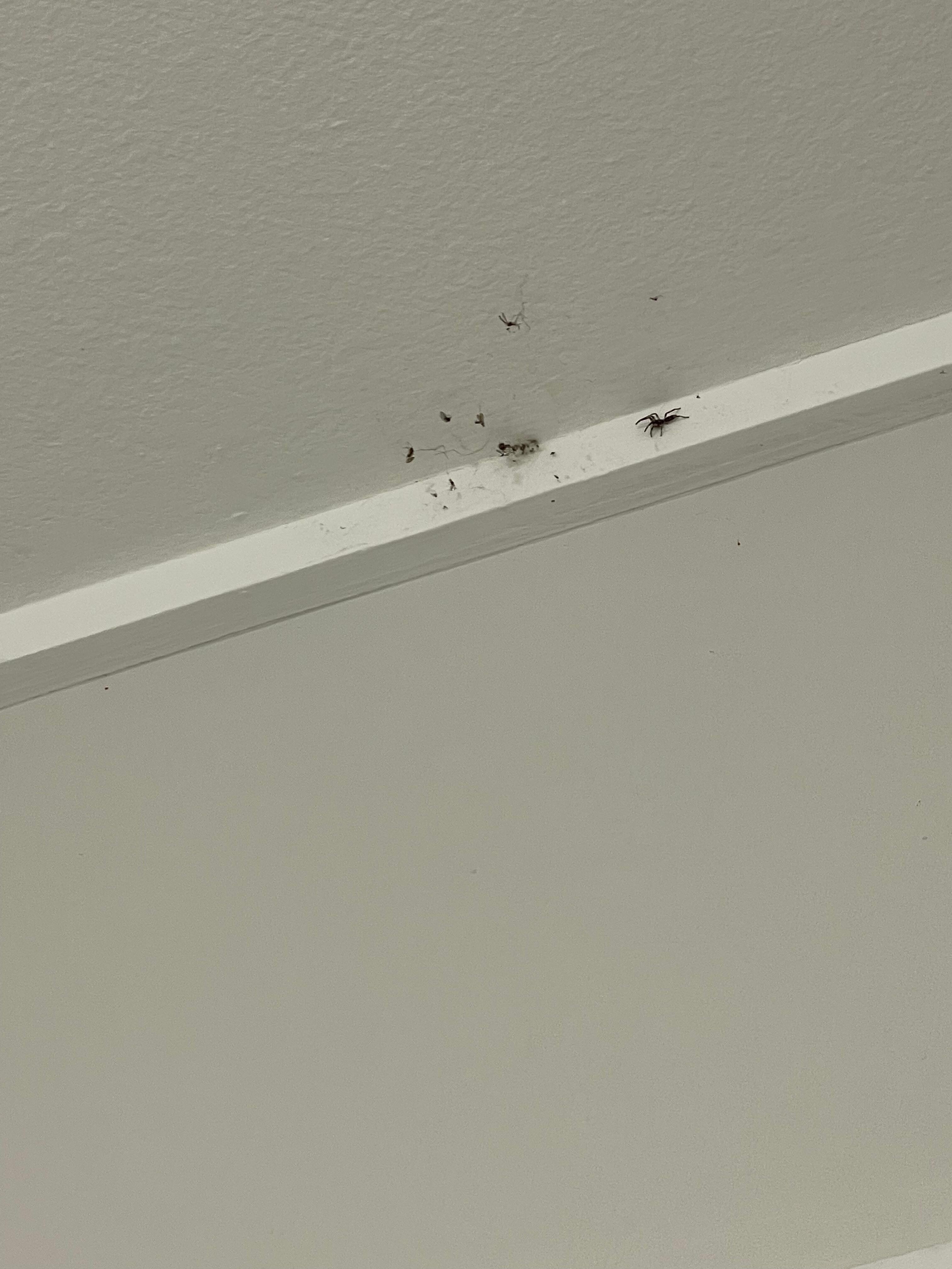 A happy spider with a bunch of flies in its web in the bathroom