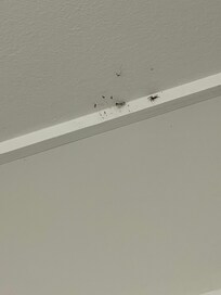 A happy spider with a bunch of flies in its web in the bathroom