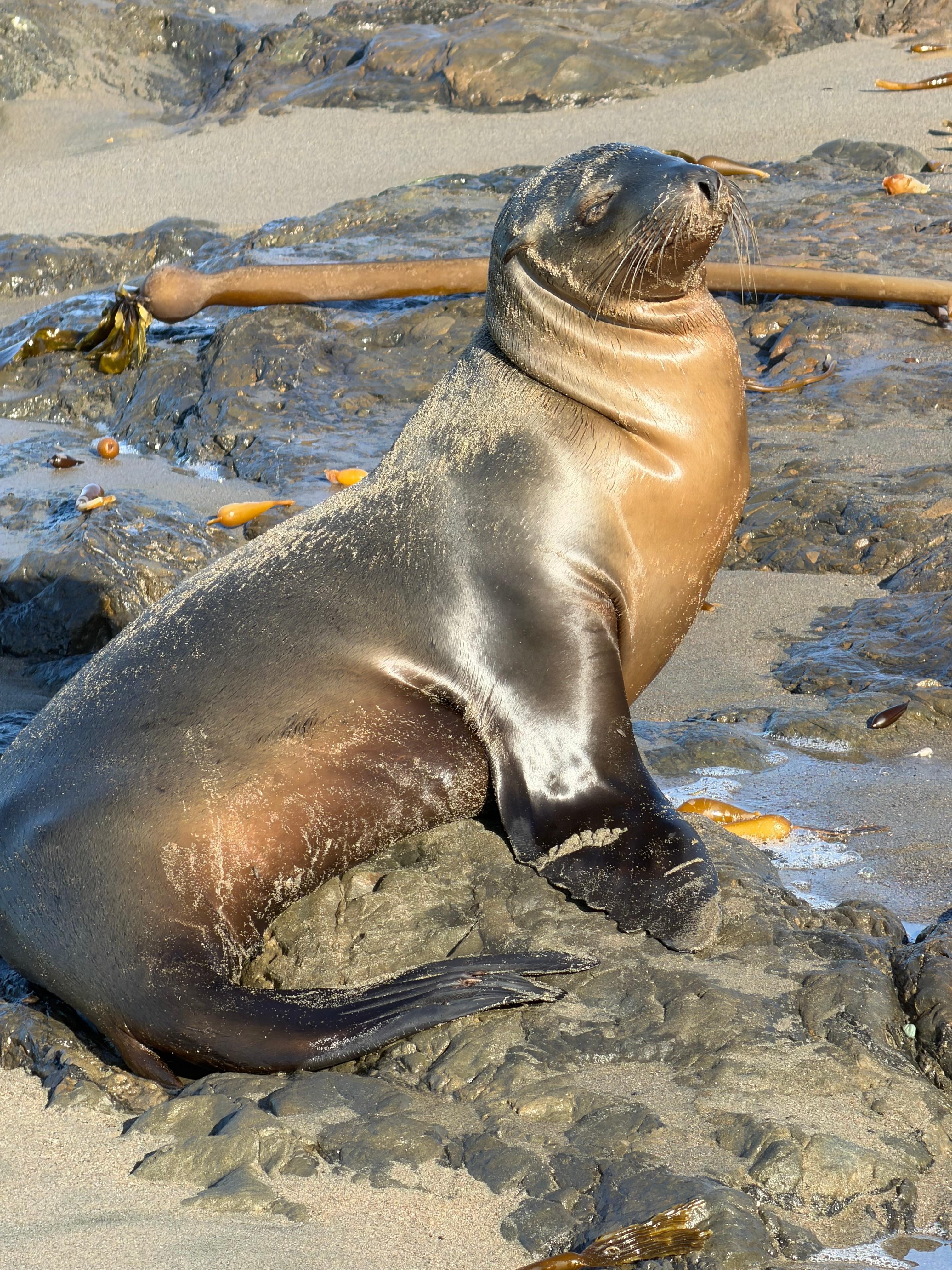 Sunning on the beach below. 