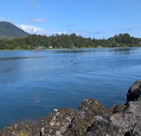 Sea lions seen from beach