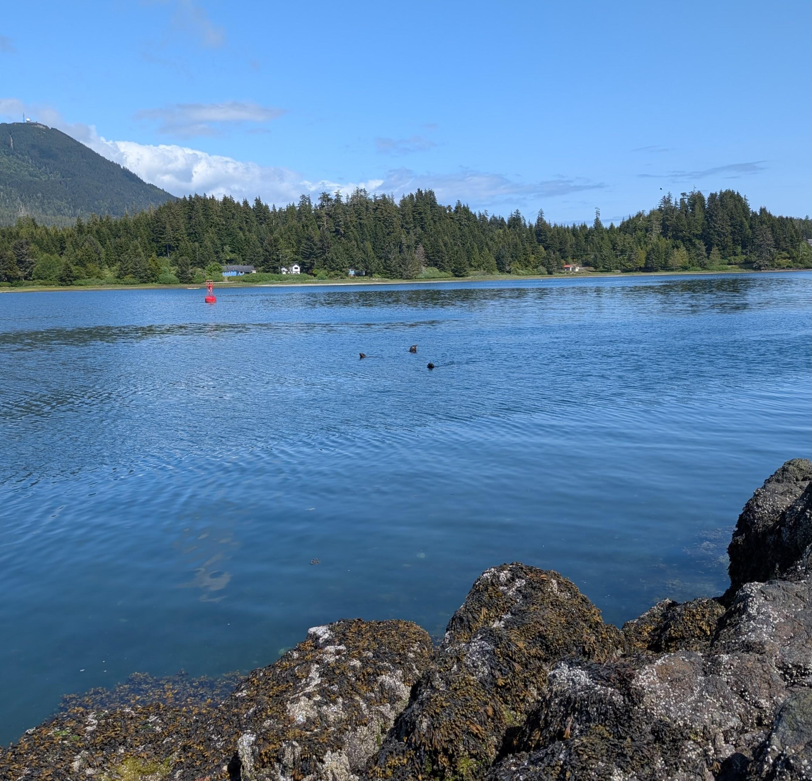 Sea lions seen from beach