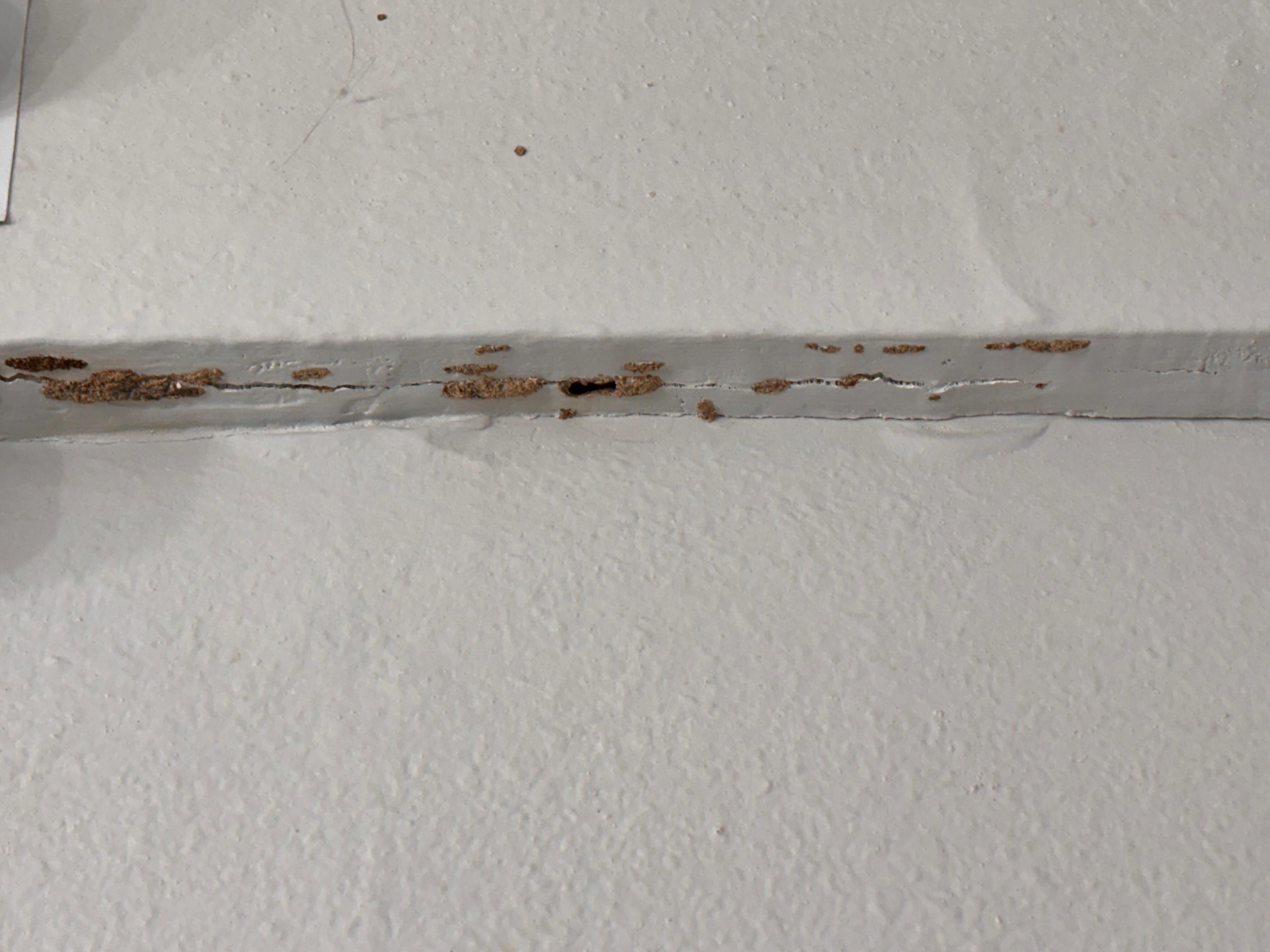 Termite on baseboards