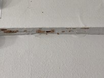 Termite on baseboards