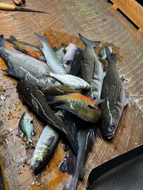 Castnet from the dock , we baited them first