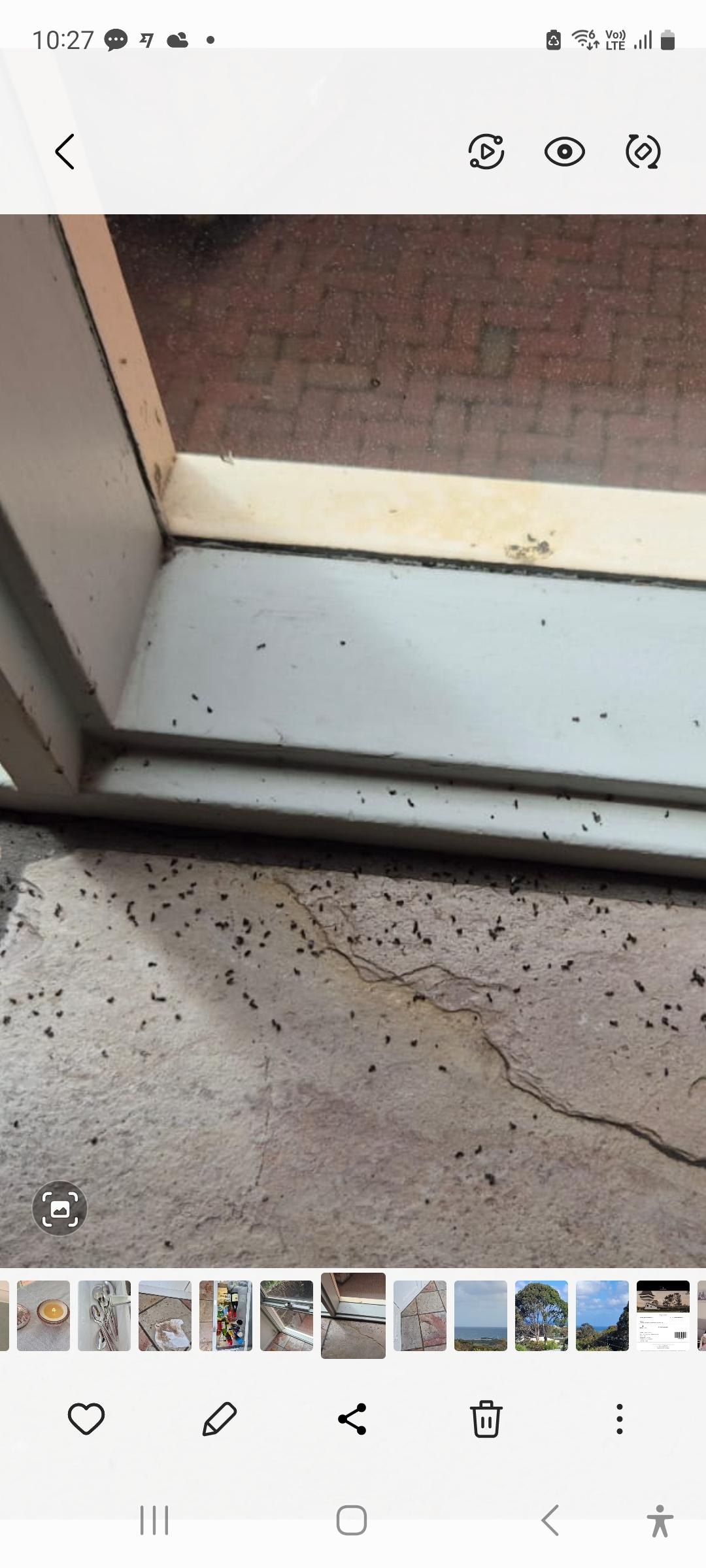 An example of the dead bugs we found in all window ledges.