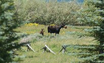 Local wildlife; mother and baby moose viewed from porch.
