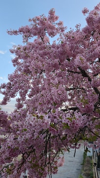 Sakura in bloom along riverside next to hotel