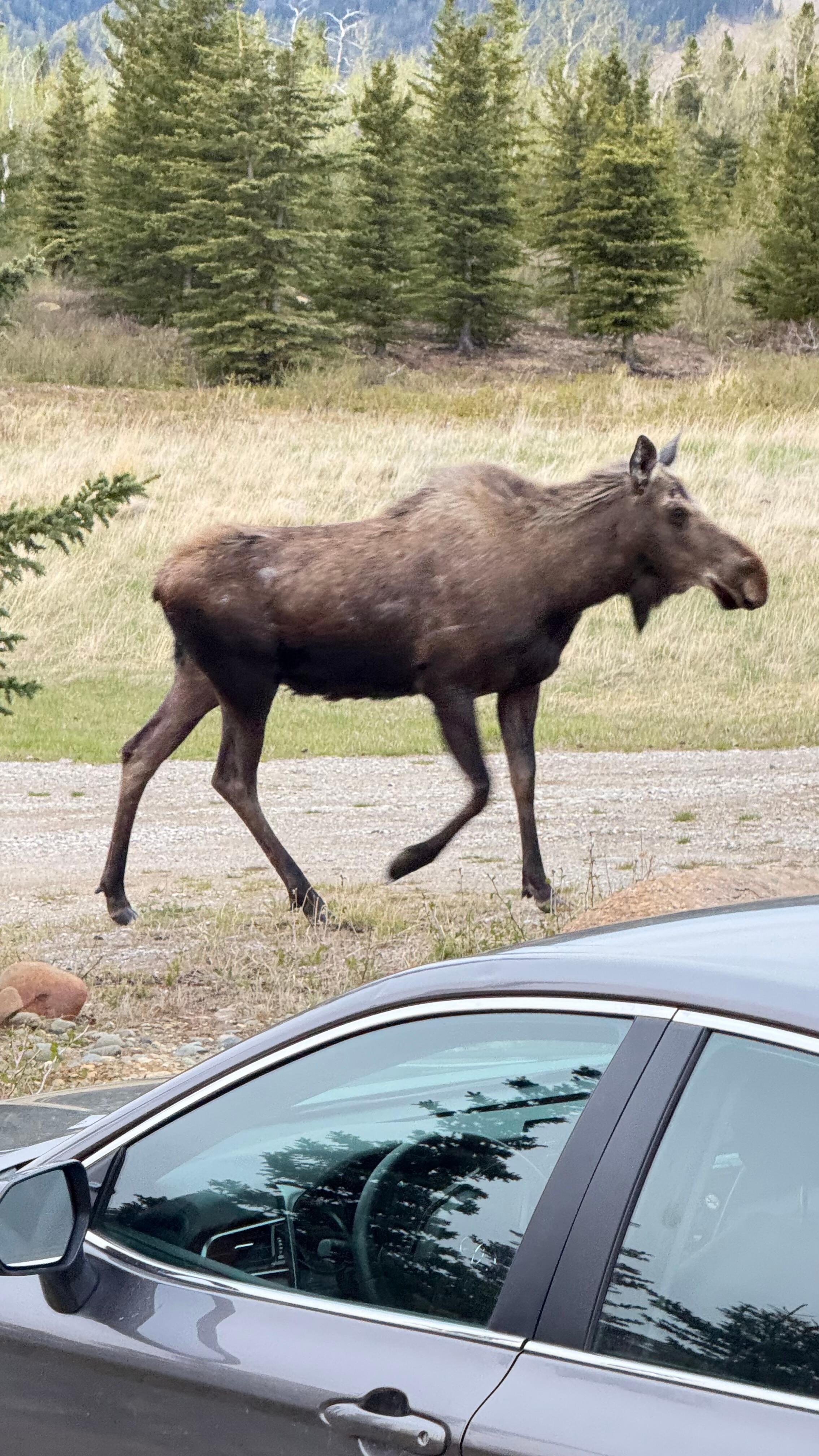 Moose Day 2