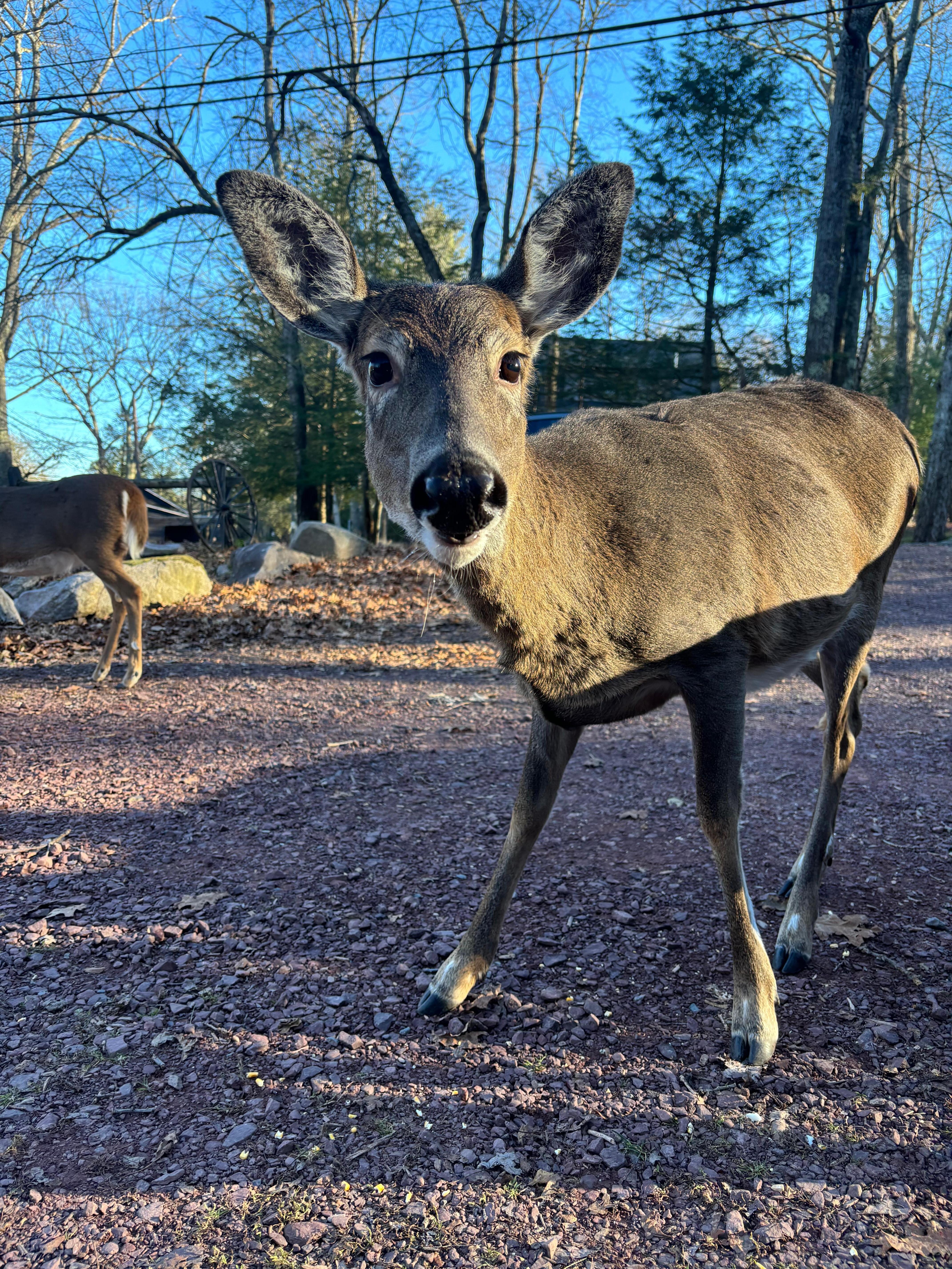 Lots of deer to feed!