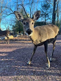 Lots of deer to feed!