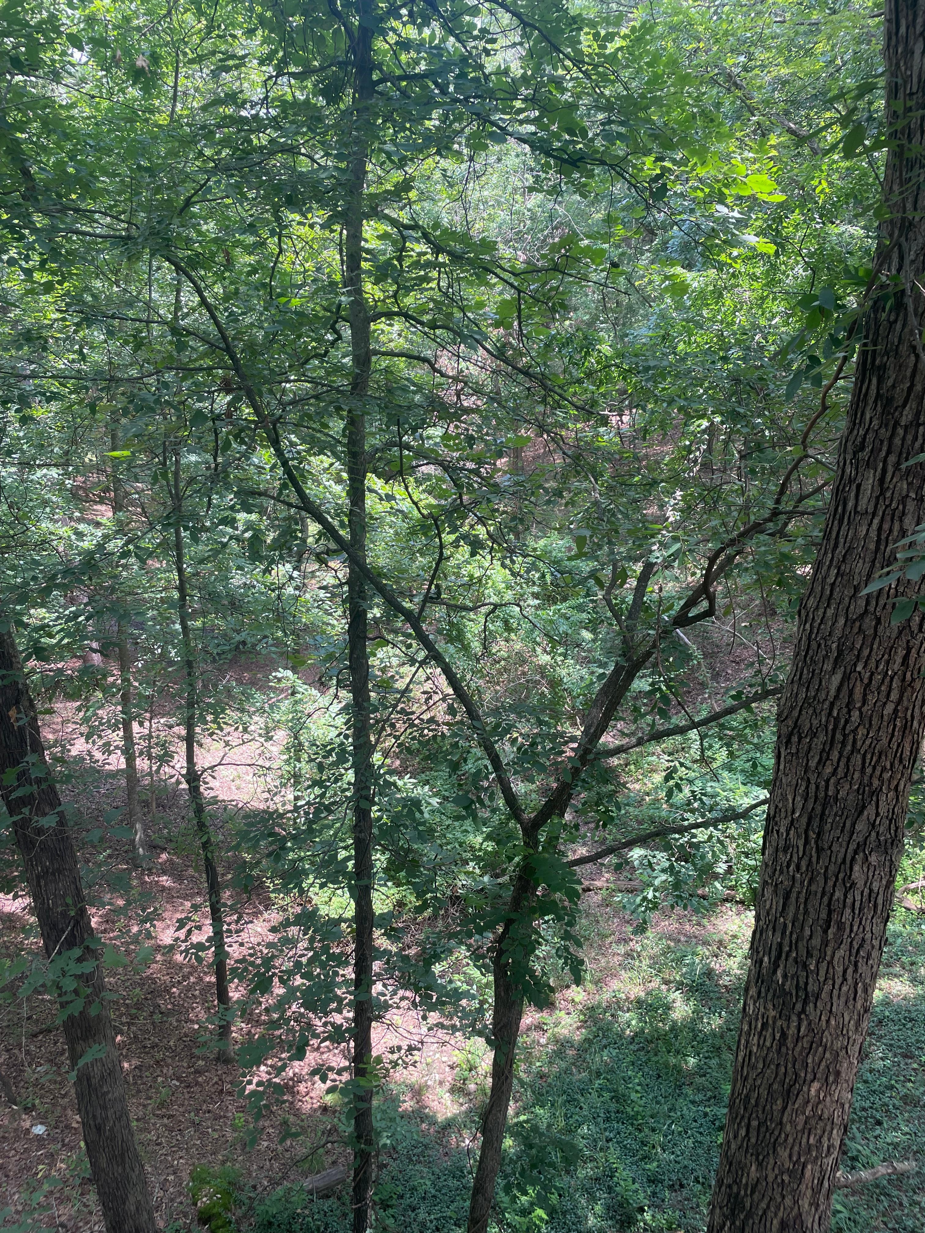 View from back deck