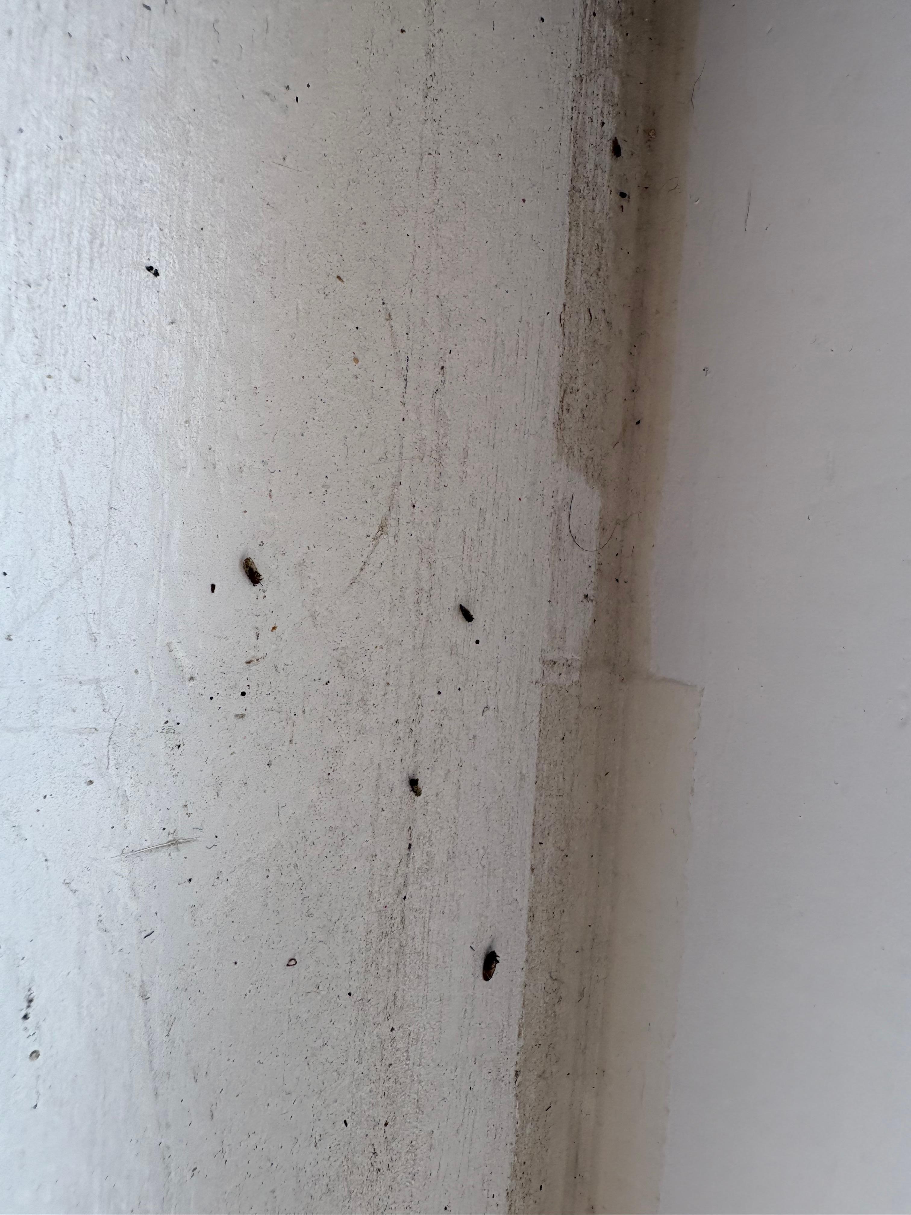Dead bugs and dirt in window area
