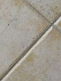 Ants on our room floor