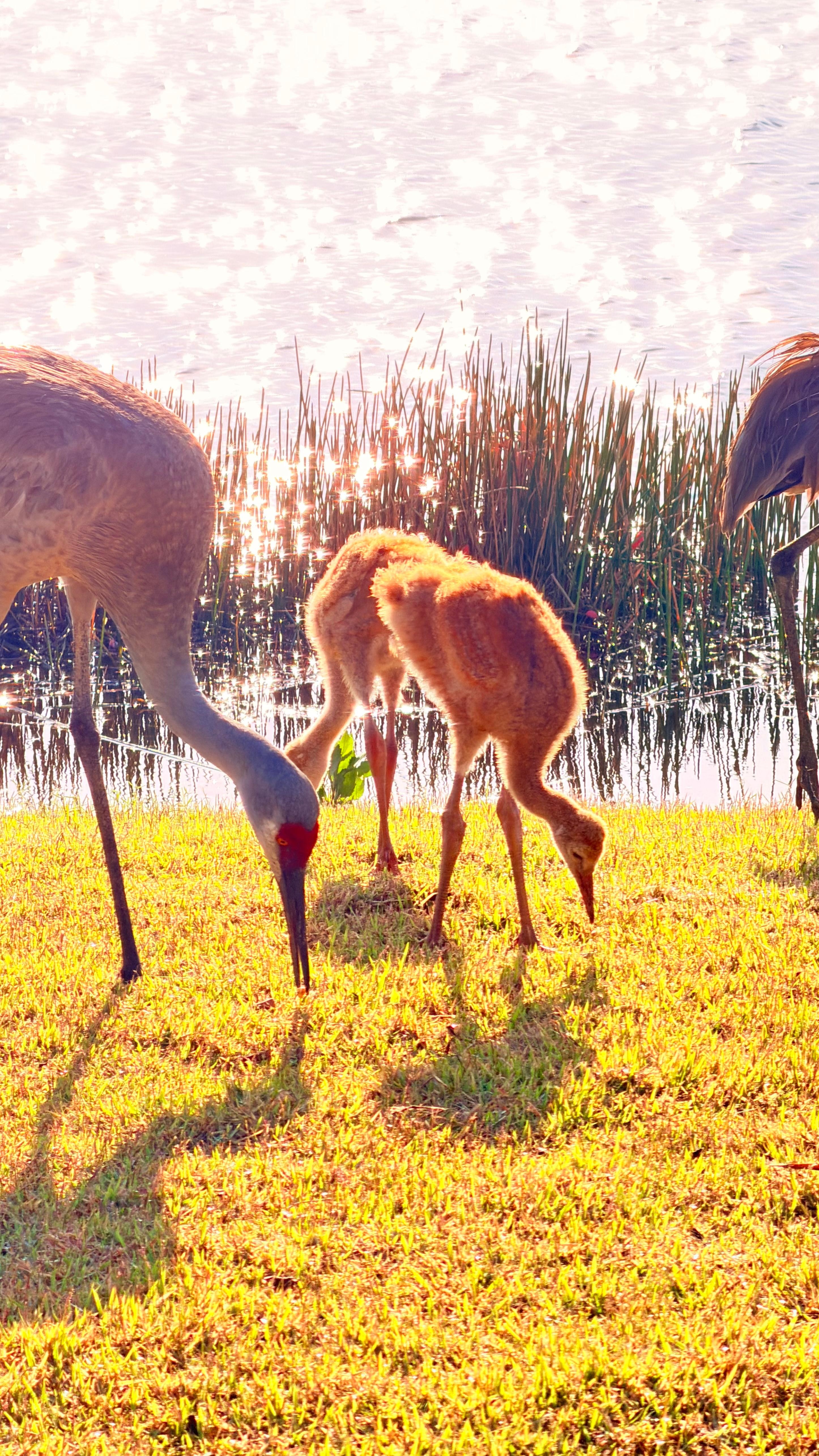 Family of cranes visited daily