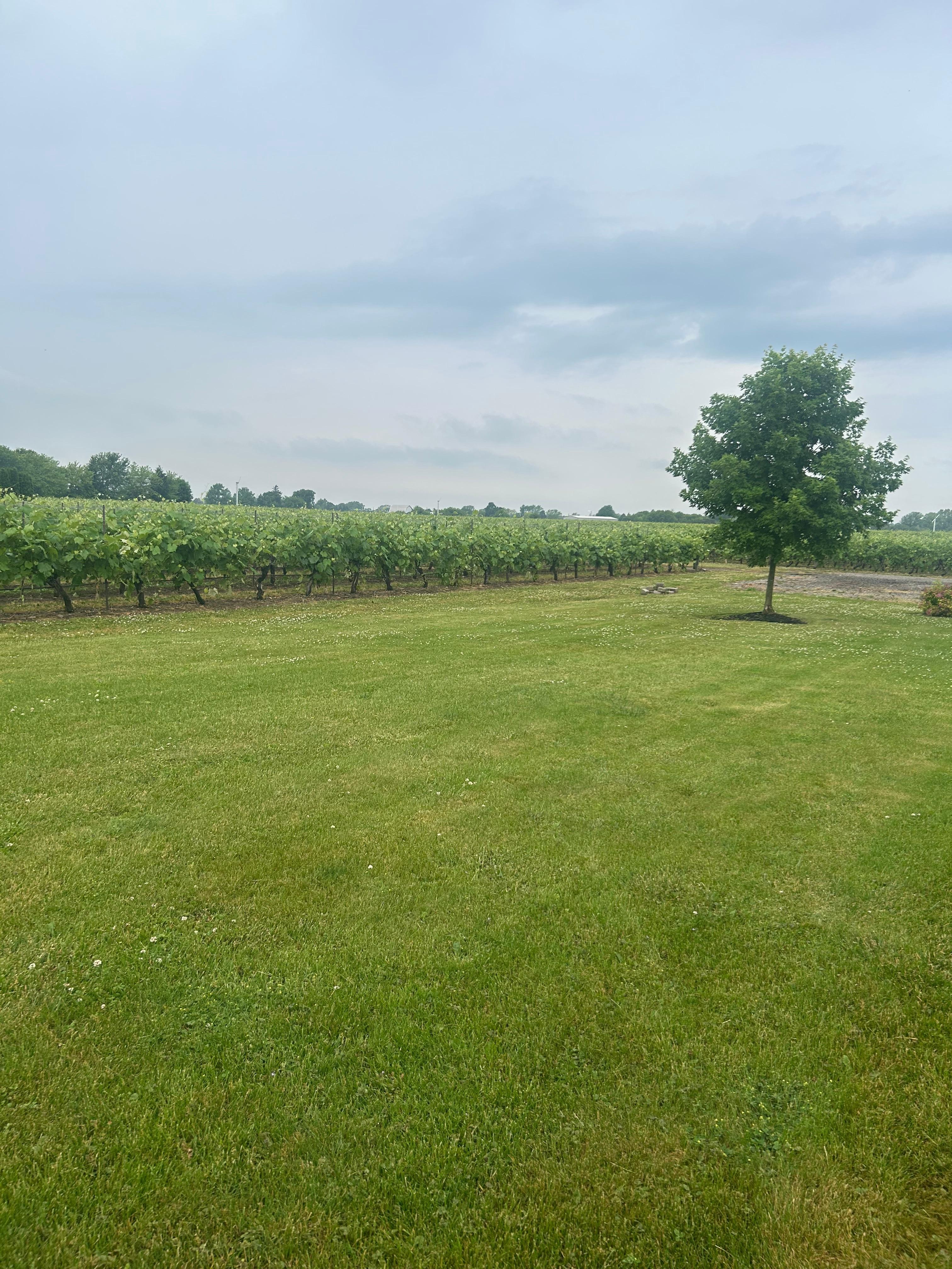 Rear lawn and vineyards