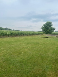 Rear lawn and vineyards