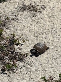 A visitor!