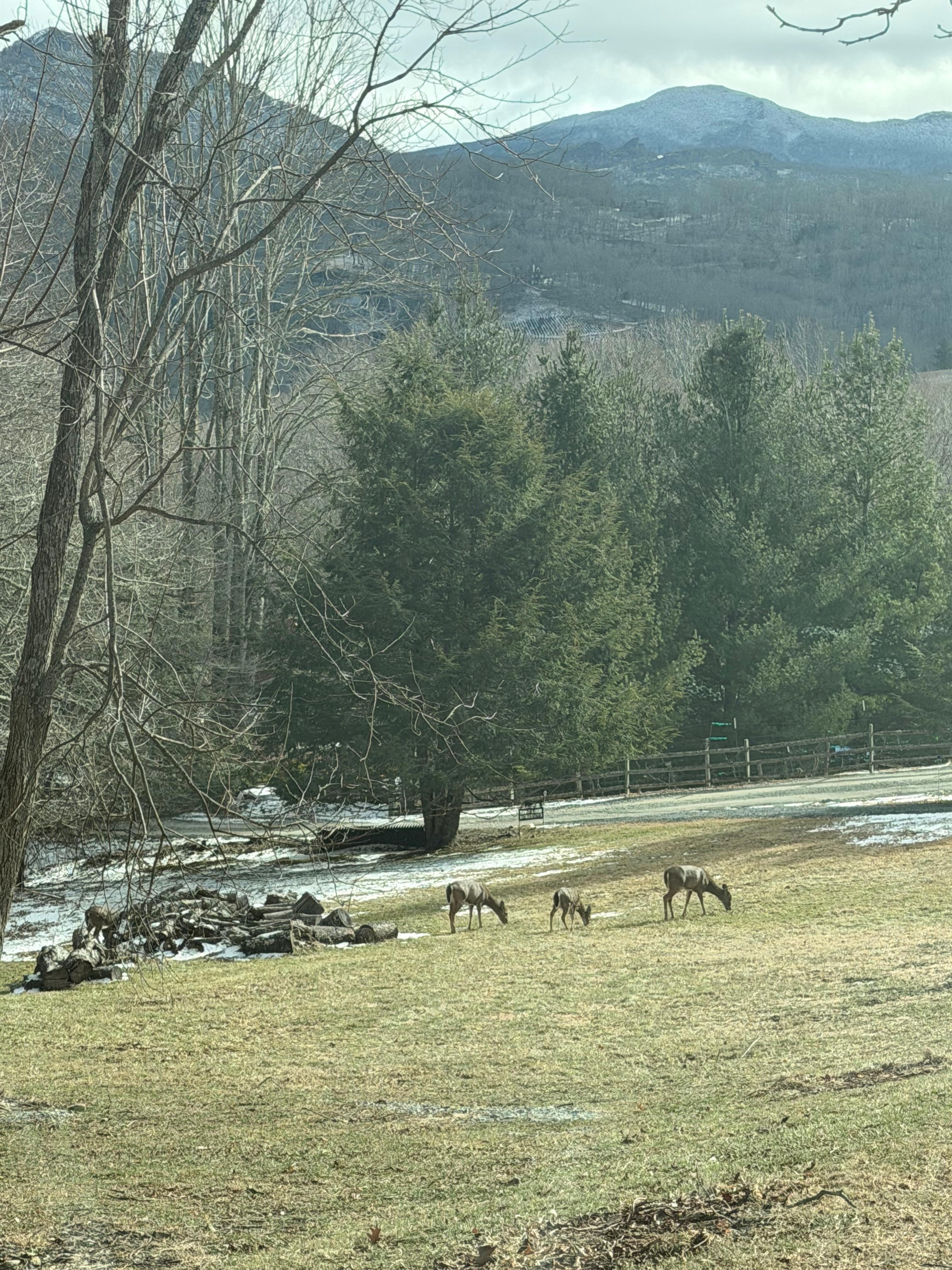 Beautiful view and deers galore around the property!