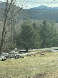Beautiful view and deers galore around the property!
