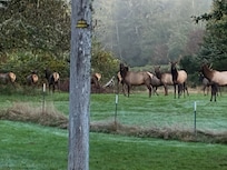 A little zoom in to the elk herd.