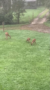 Doe and fawns in the front yard
