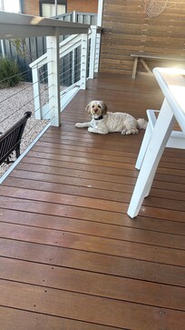 Dog friendly and Teddy approved