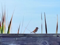 Little visitor each morning