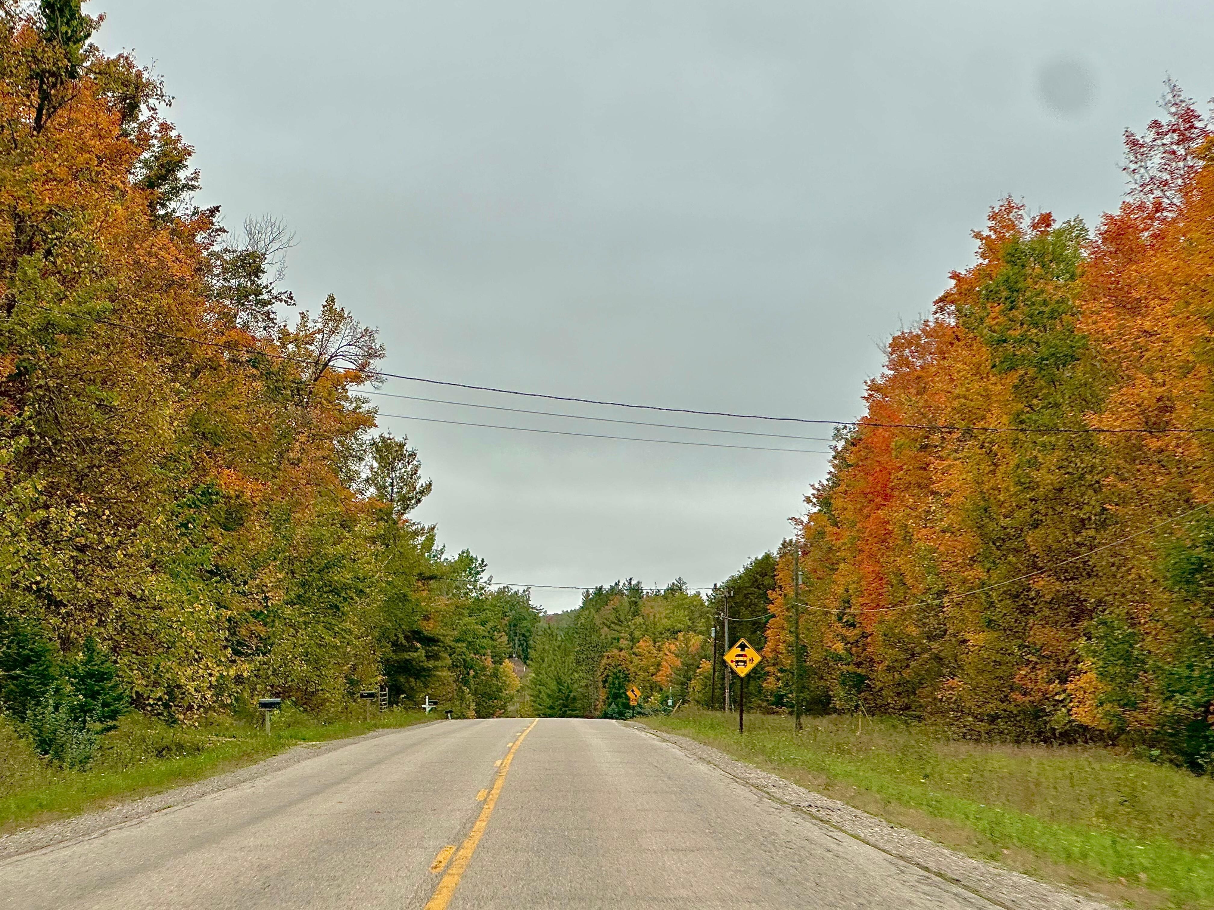 Leaves beginning to change color
