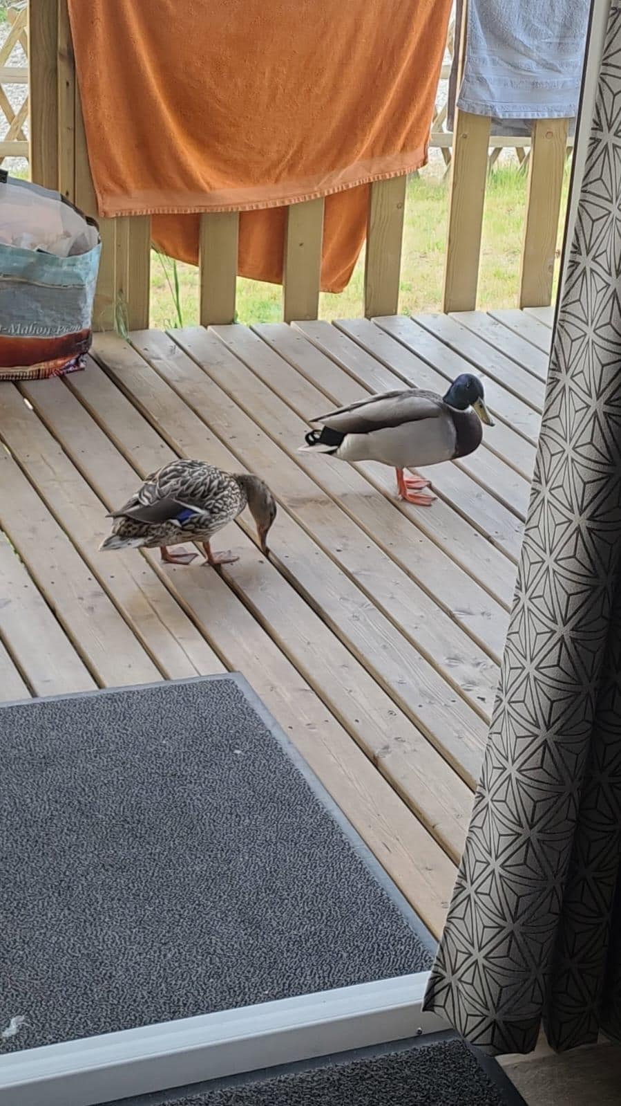 Petite visite du matin 