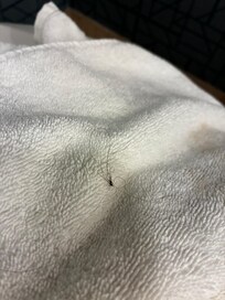 Hair found on my towel. (I’m blonde)
