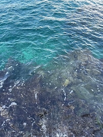 Reef near the resort.