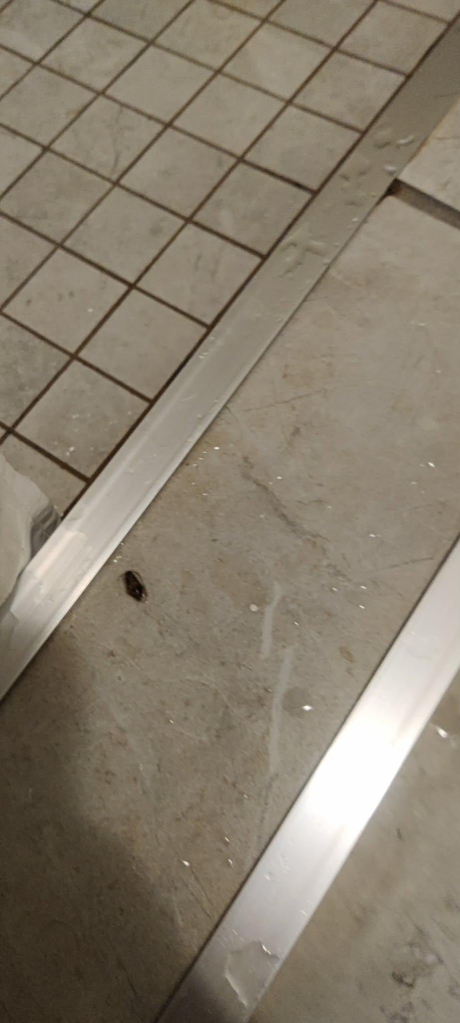 autre cafard dans la douche preuve que la chambre est infestée 