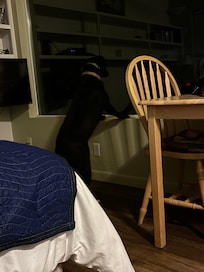 My puppy loved the view