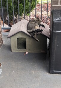 The property cat's hangout outside of the front office <3