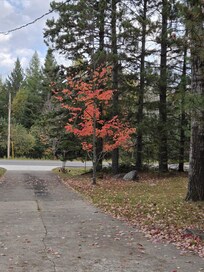 Fall colors next to the driveway