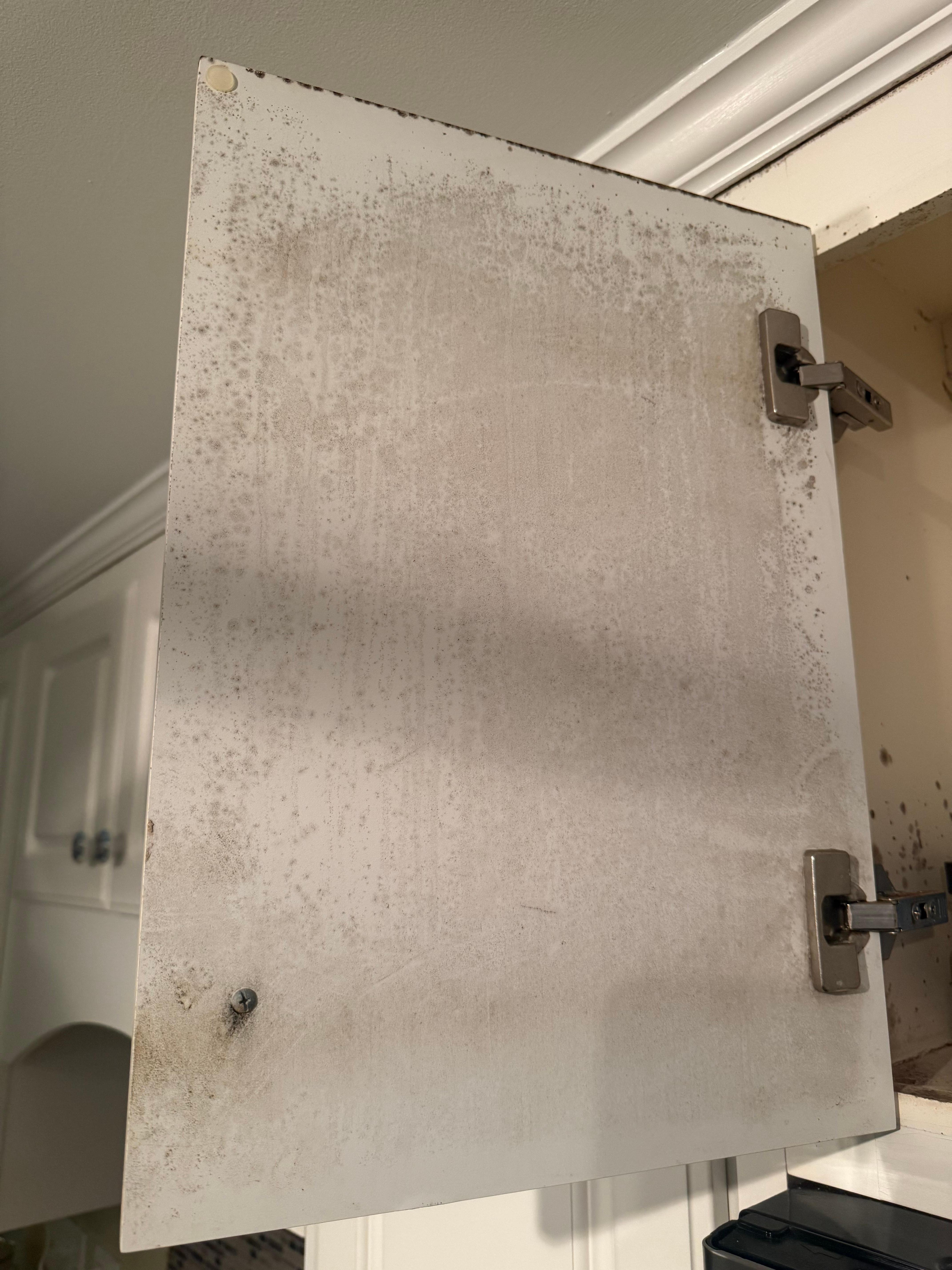 Black mold 