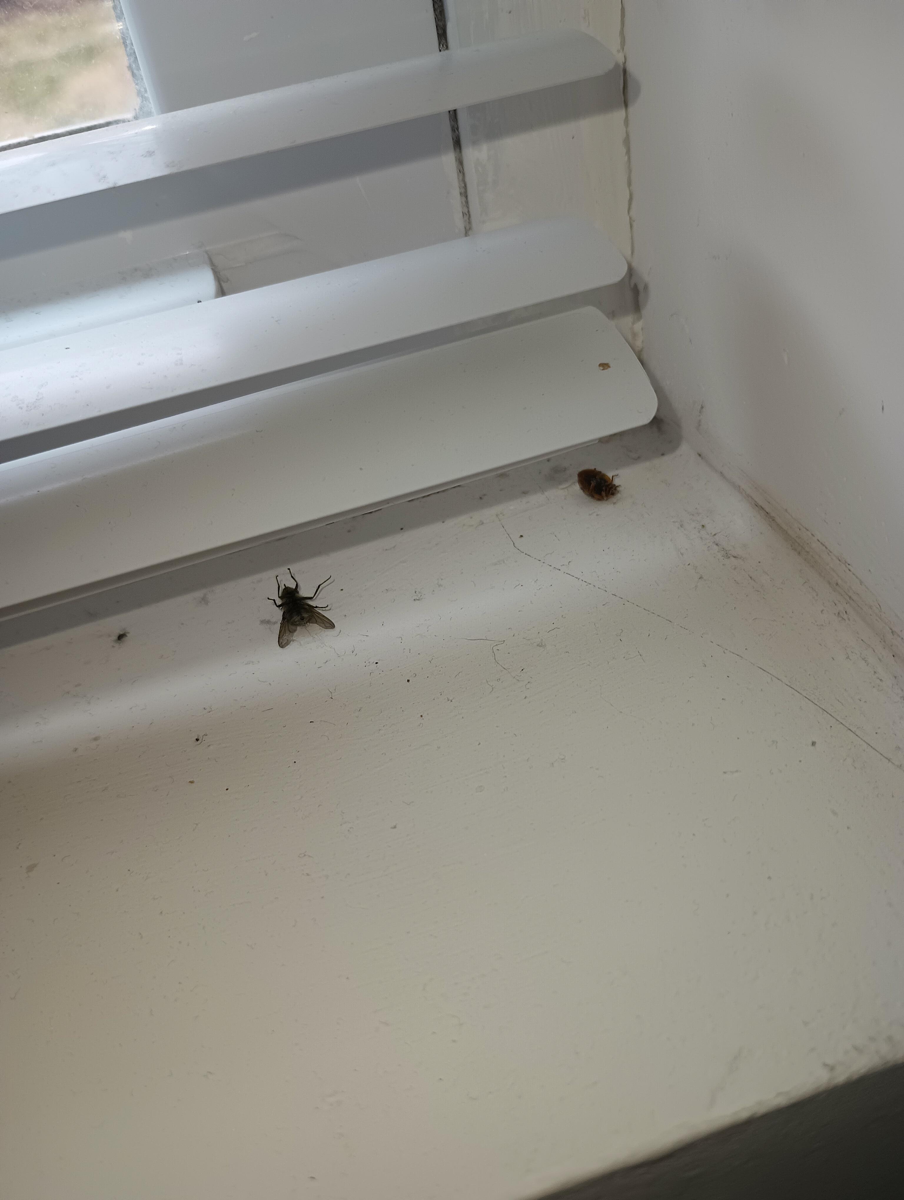 Dead flies on the window sill in the living room