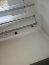 Dead flies on the window sill in the living room