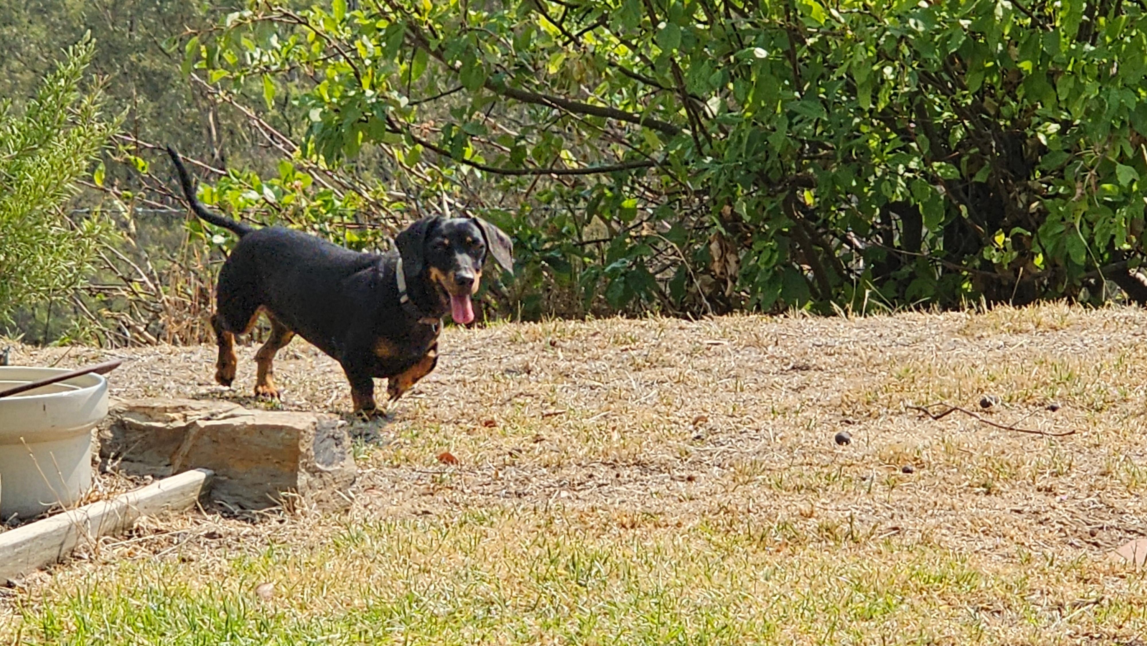 Penny our Mini Sausage