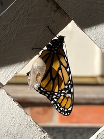 Butterfly at my door