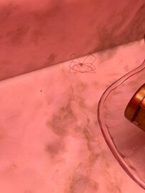 Spiders in the bathroom