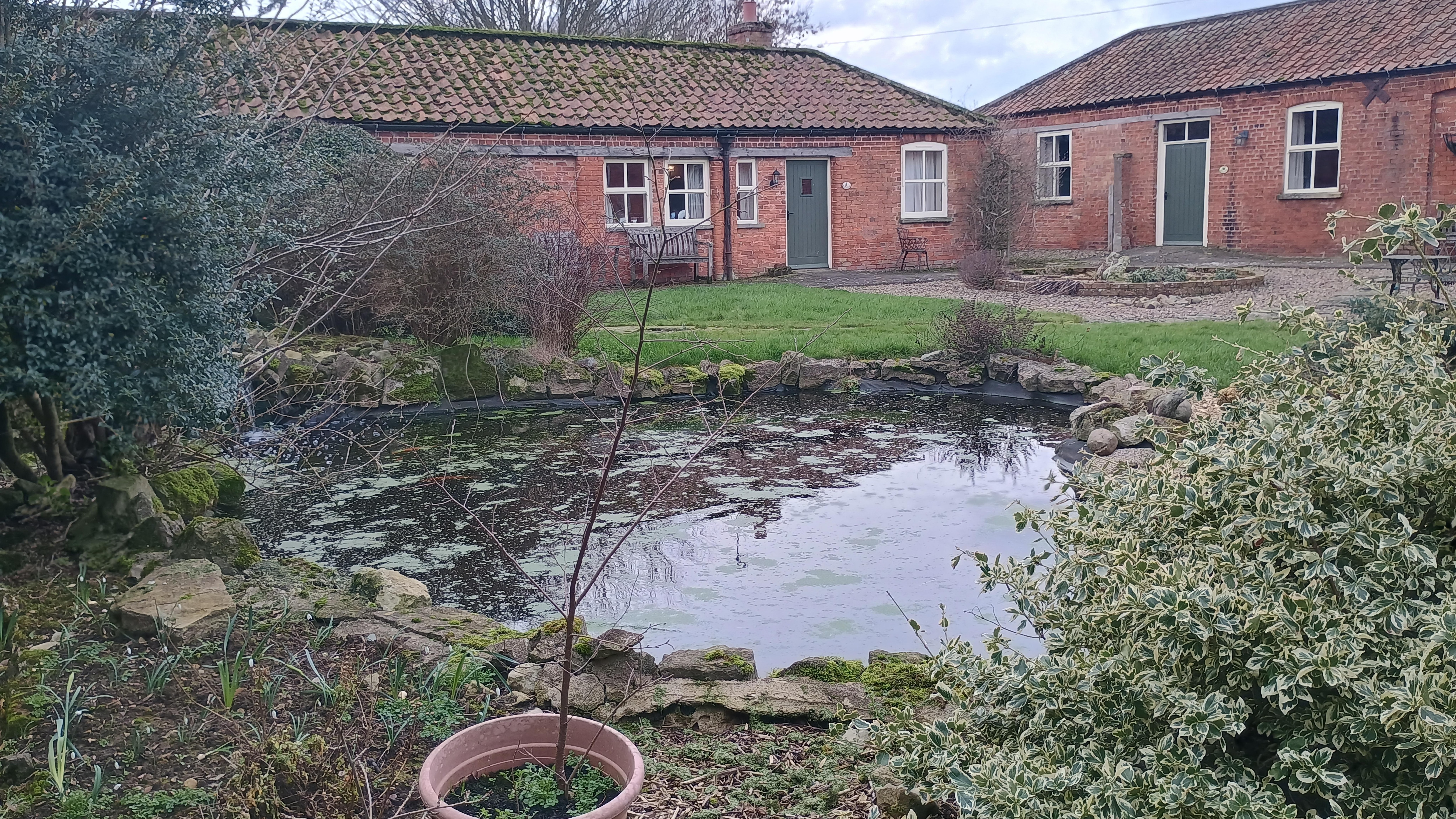 Pond with large goldfish or koi