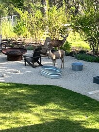 Deer