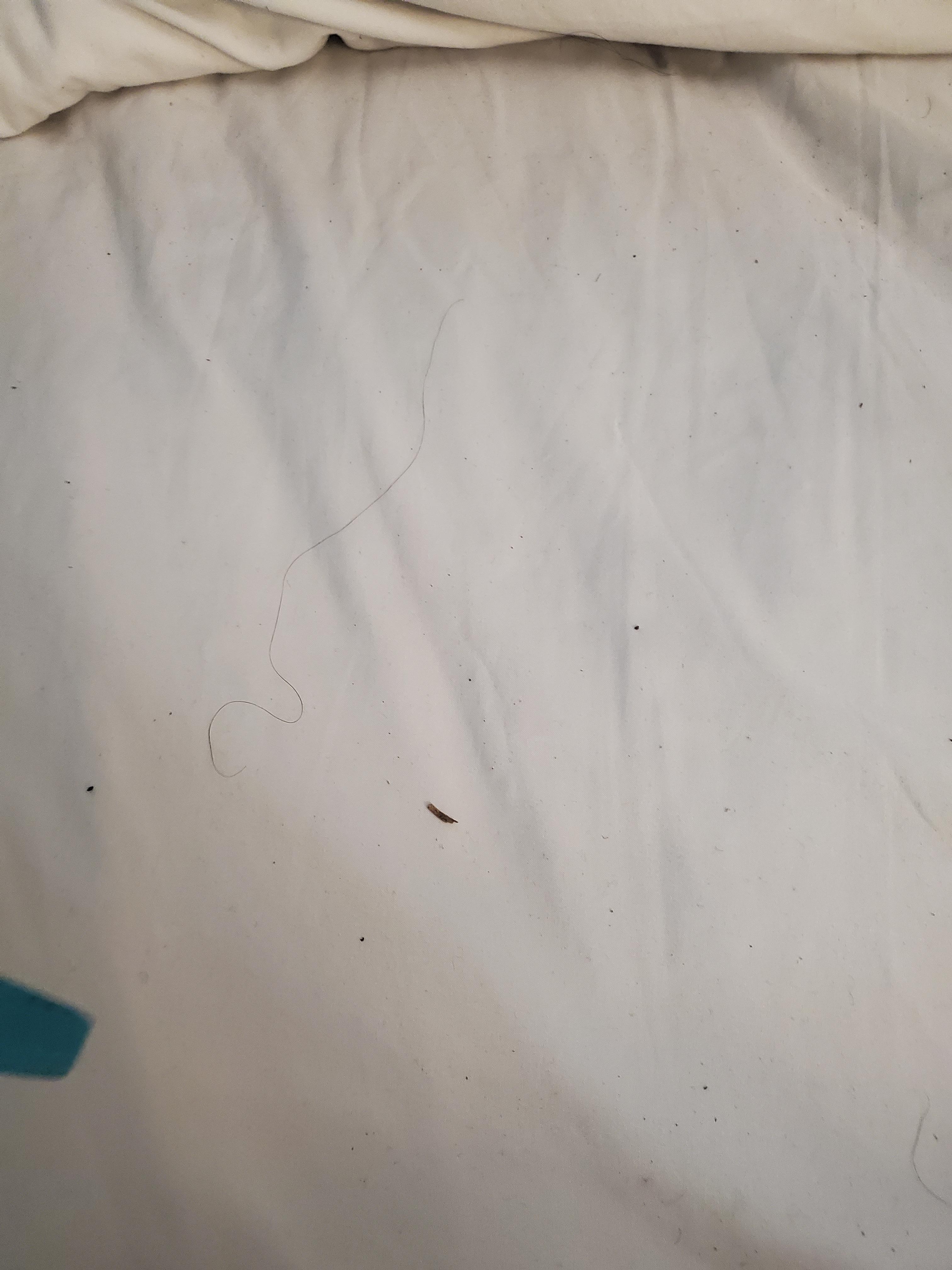 Hair and dirty in the bed