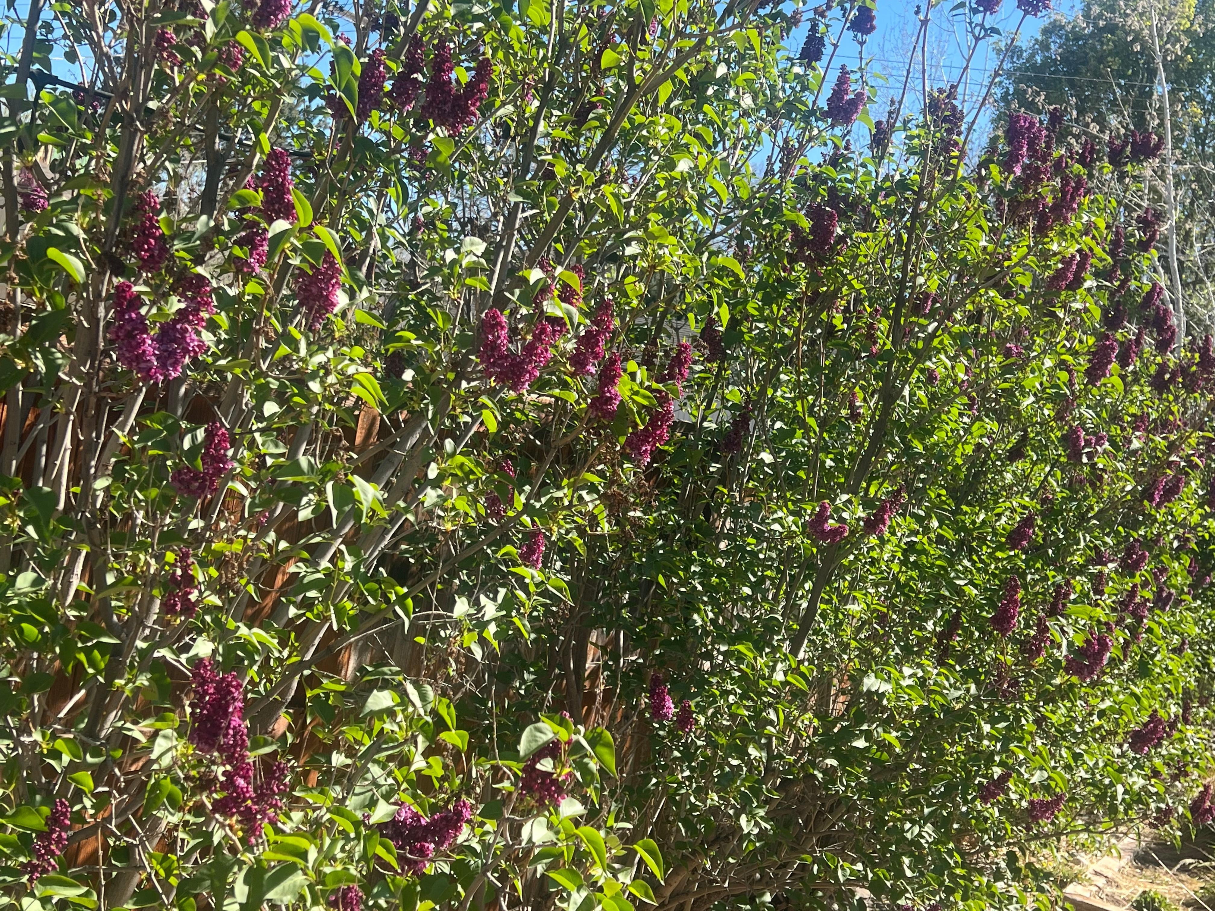 A gorgeous row of lilacs in the backyard.