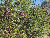A gorgeous row of lilacs in the backyard.