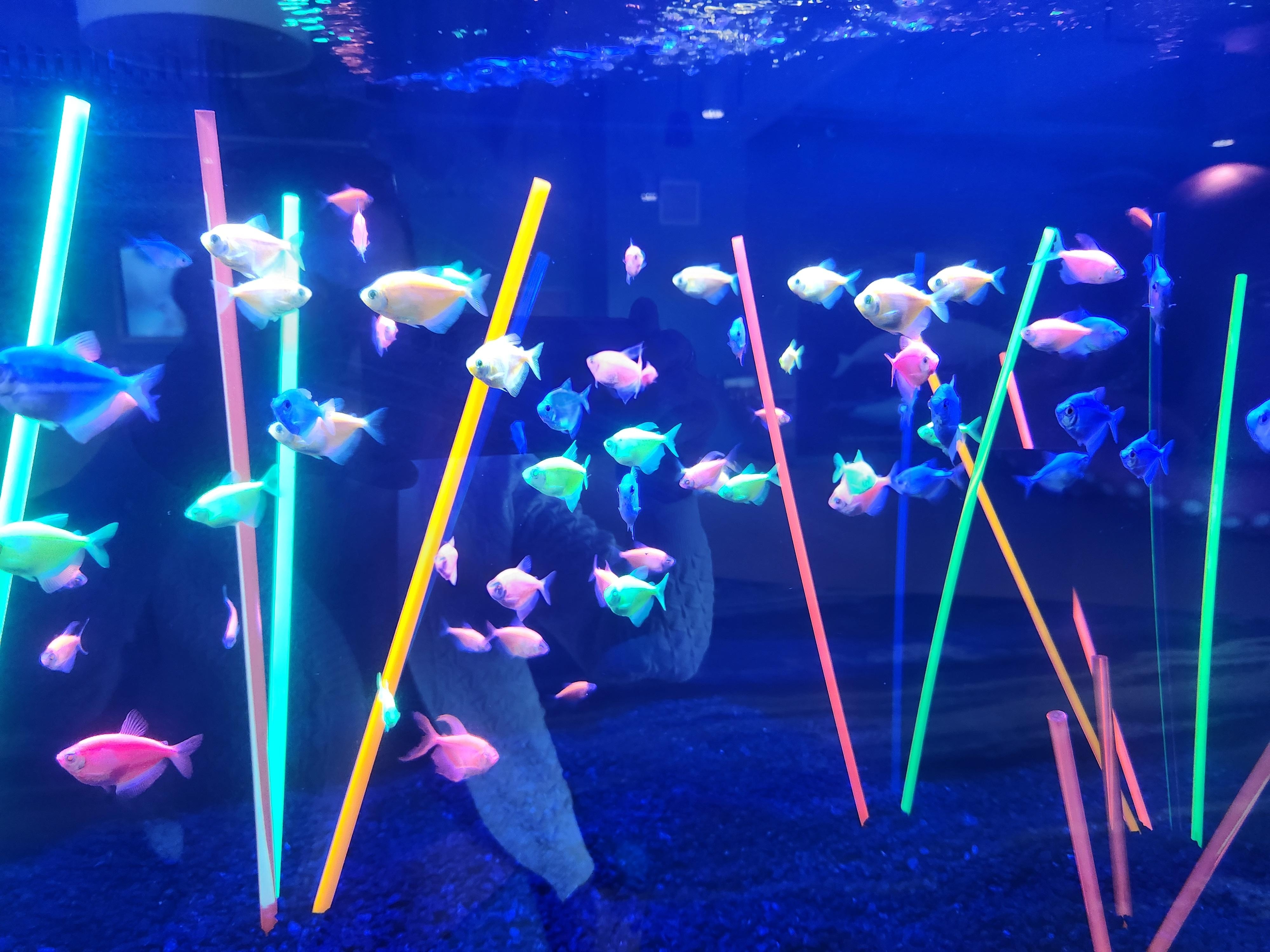 Clearwater Aquarium. 