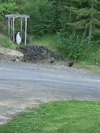 Turkeys!!!