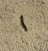 Centipedes, spiders, armies of ants all over our bungalow. We kept all of our luggage closed and off the main tables (ants). A critter also ate through my backpack and a sealed granola package.